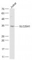 SLC25A1 Polyclonal Antibody